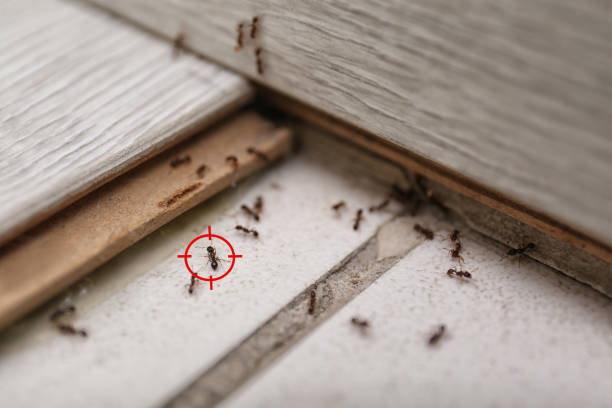 Best Local Pest Control Services  in Keego Harbor, MI