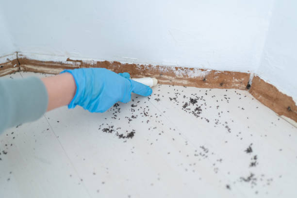 Best Insect Control  in Keego Harbor, MI
